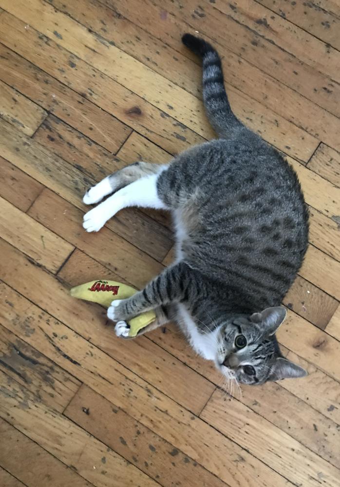 Sweethearts Monkey & Banana, a Adoptable mixed breed in Randolph, MA image 3/6