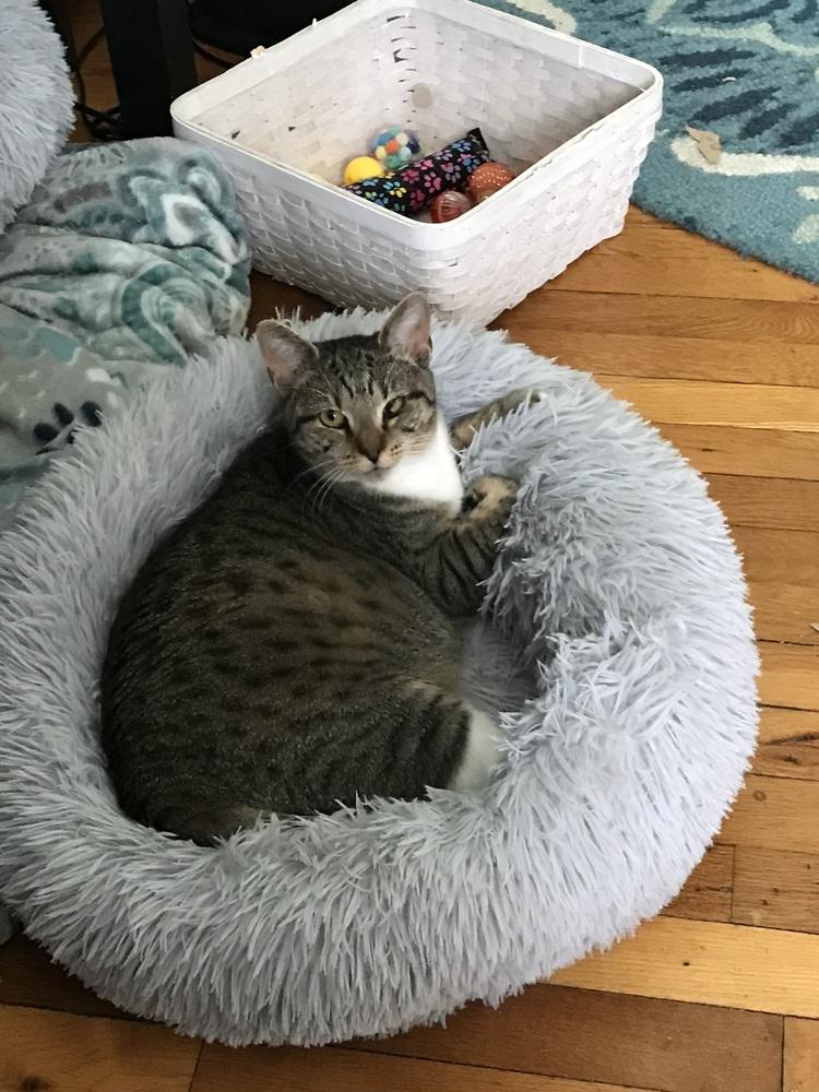 Sweethearts Monkey & Banana, a Adoptable mixed breed in Randolph, MA image 4/6