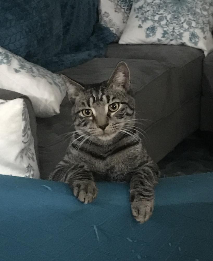 Sweethearts Monkey & Banana, a Adoptable mixed breed in Randolph, MA image 5/6