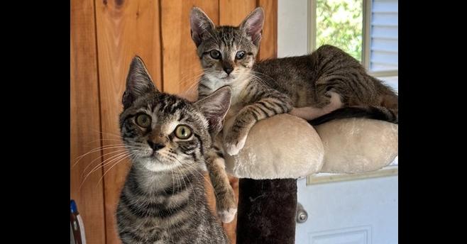 Sweethearts Monkey & Banana, a Adoptable mixed breed in Randolph, MA image 6/6