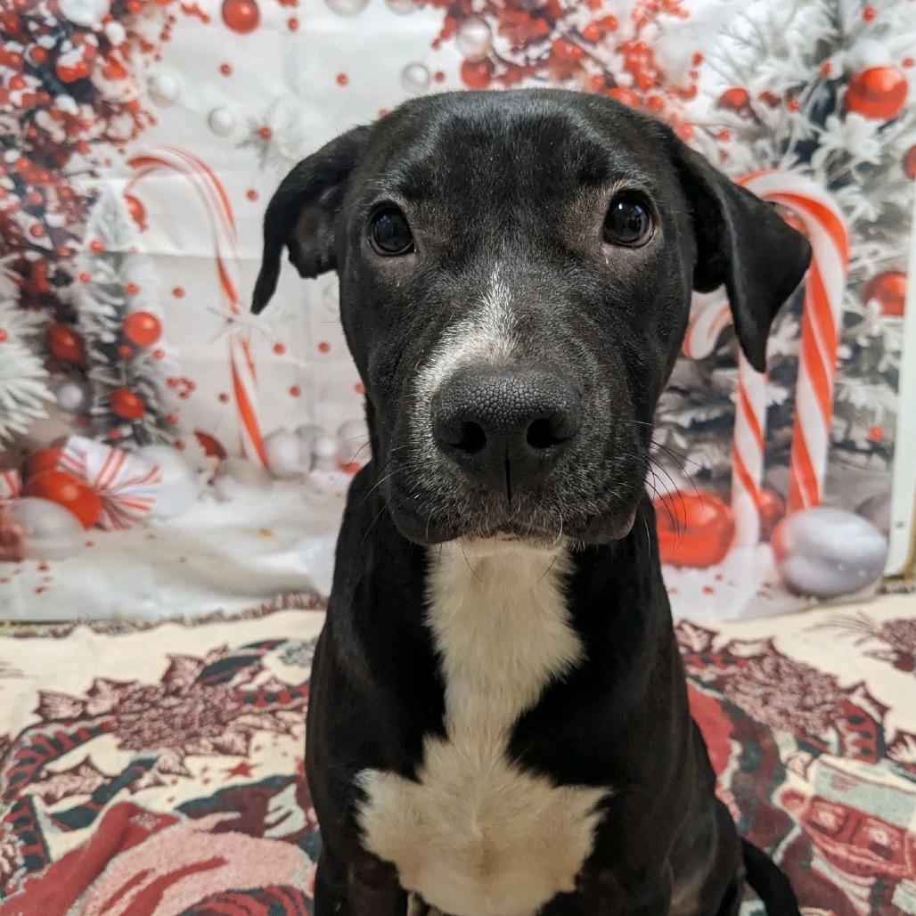 Enlarge Harry, an adopted Mixed Breed in Burlington, VT image 1/3