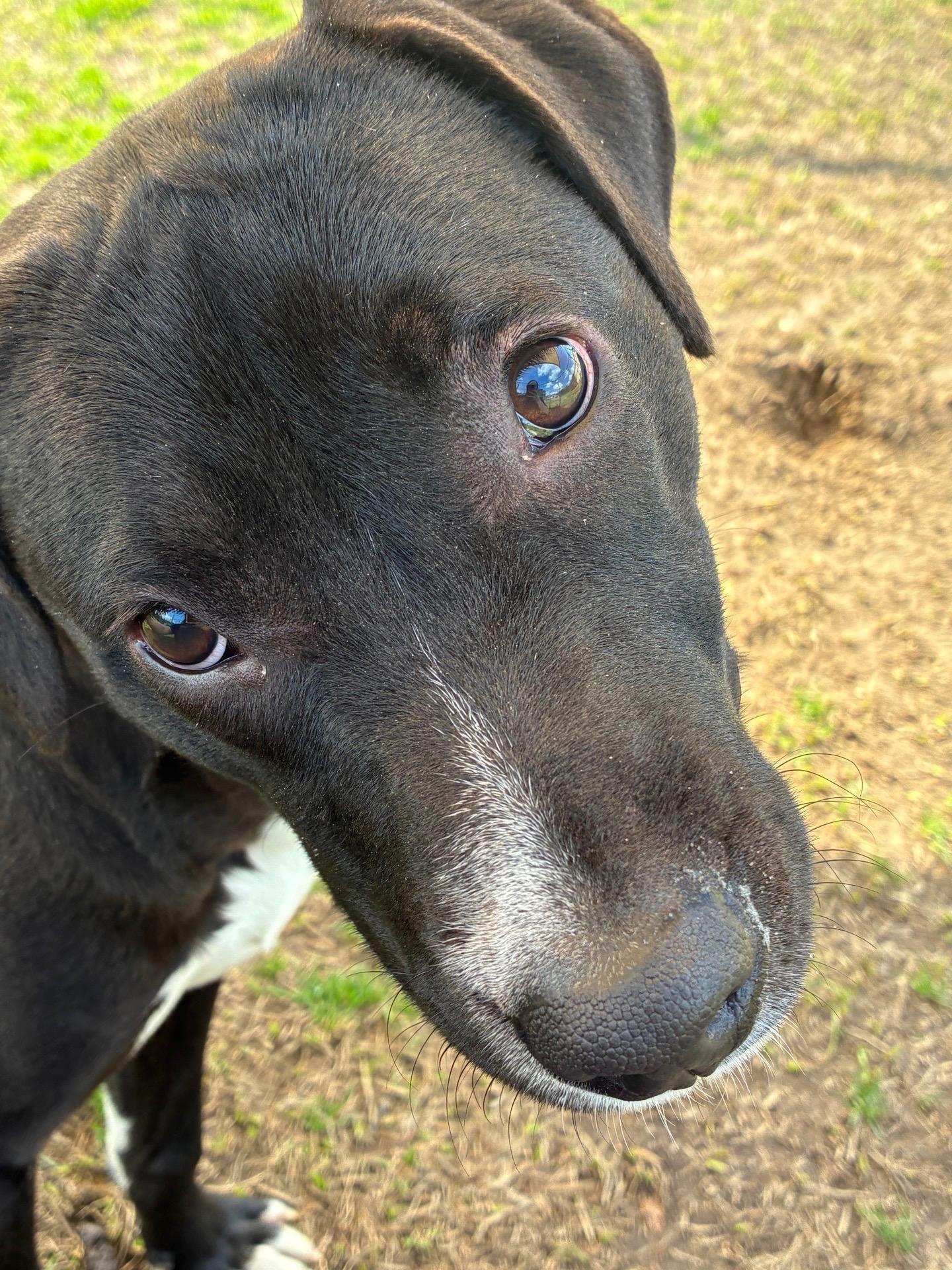 Enlarge Harry, an adopted Mixed Breed in Burlington, VT image 2/3