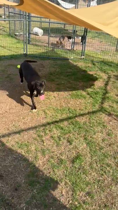 Enlarge Harry, an adopted Mixed Breed in Burlington, VT video 3/3