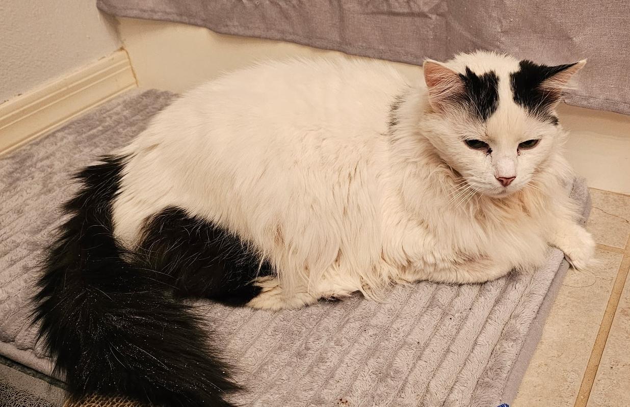 Twilight, ADOPTABLE, Senior Female Domestic Long Hair.