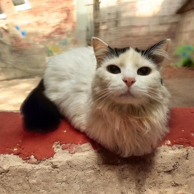 Twilight, ADOPTABLE, Senior Female Domestic Long Hair.