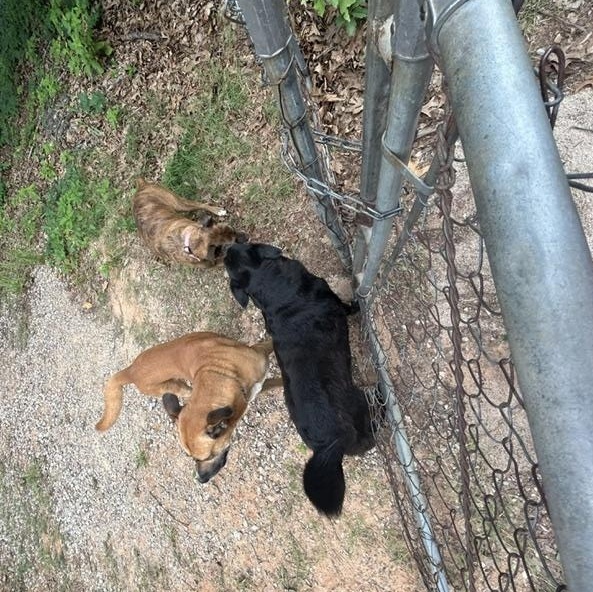 3 dogs left without a home or their owner, BOXER, Shepherd mix and lab mix, a ADOPTABLE mixed breed in Shawnee, OK image 3/3