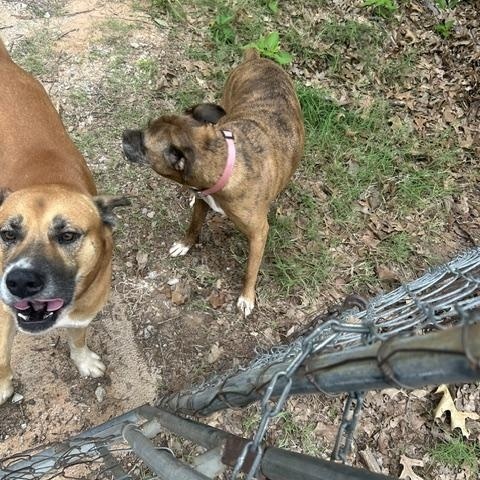 3 dogs left without a home or their owner, BOXER, Shepherd mix and lab mix, a ADOPTABLE mixed breed in Shawnee, OK image 2/3