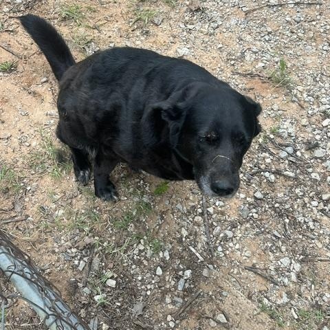3 dogs left without a home or their owner, BOXER, Shepherd mix and lab mix, a ADOPTABLE mixed breed in Shawnee, OK image 1/3