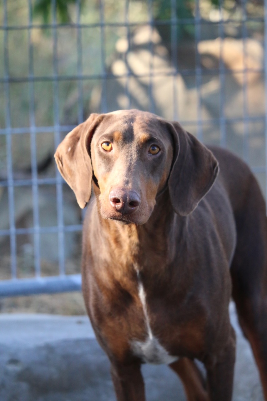 Cookie, Adoptable, Adult Female Doberman Pinscher.