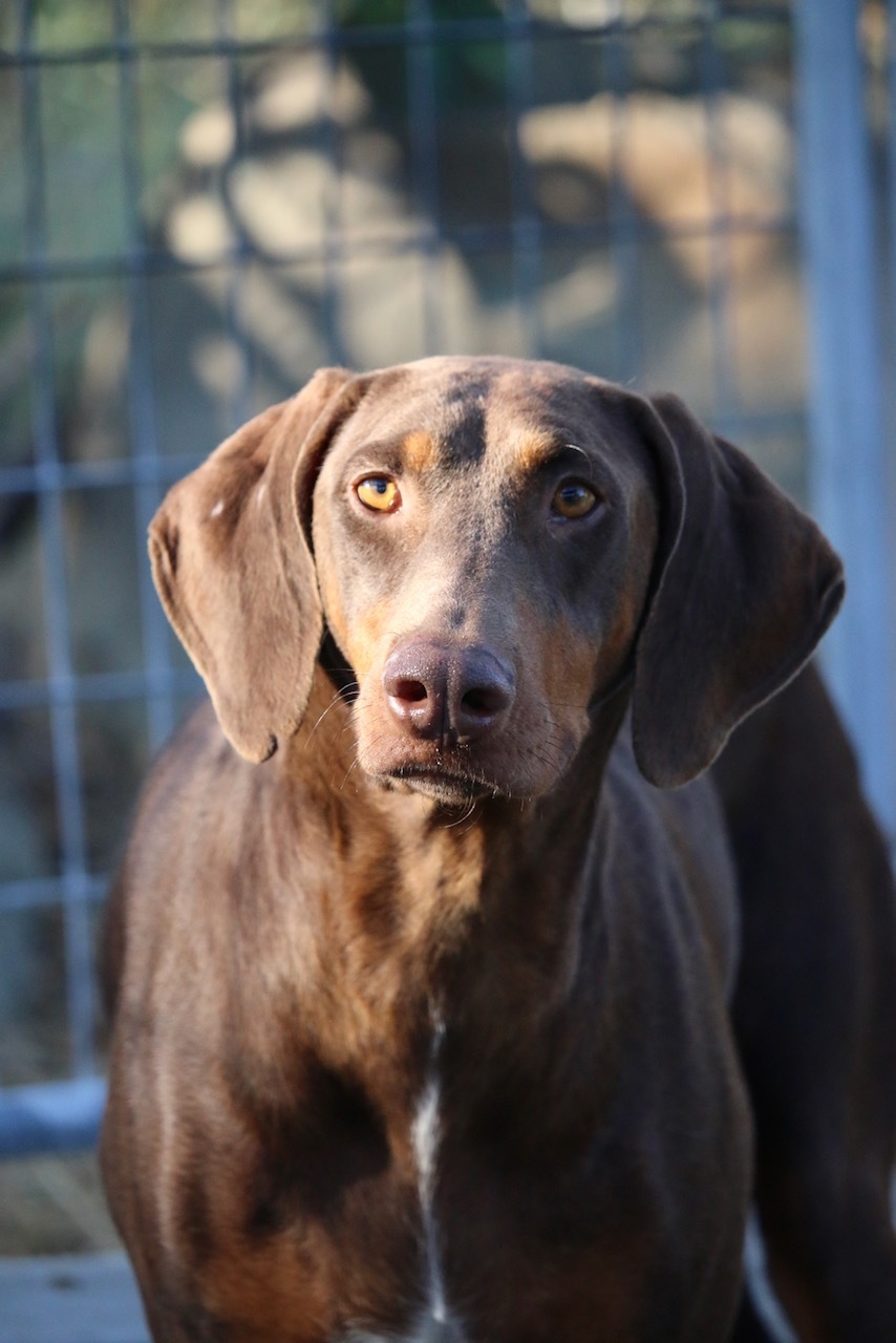 Enlarge Cookie, a Adoptable Doberman Pinscher in Fillmore, CA image 2/8