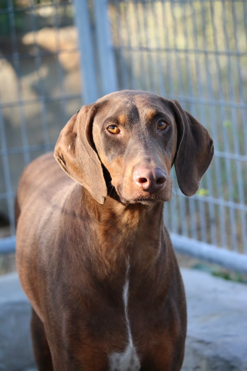 Enlarge Cookie, a Adoptable Doberman Pinscher in Fillmore, CA image 3/8