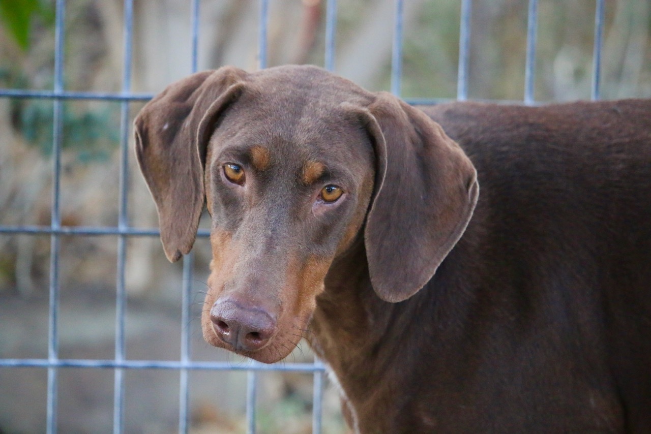 Enlarge Cookie, a Adoptable Doberman Pinscher in Fillmore, CA image 4/8