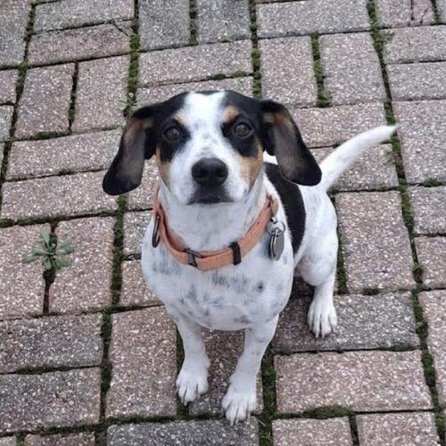 Piglet, Adopted, Adult Female Beagle & Rat Terrier.