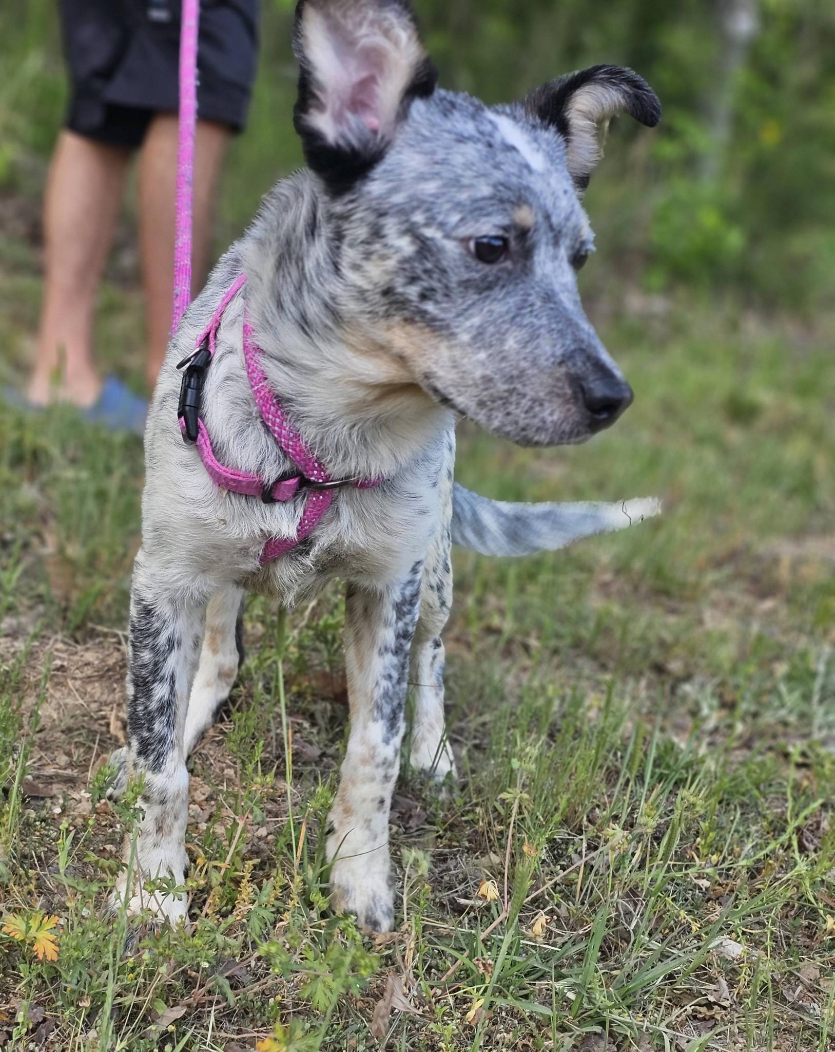 Enlarge Athena, an adoptable Australian Cattle Dog / Blue Heeler in Fort Payne, AL image 2/6