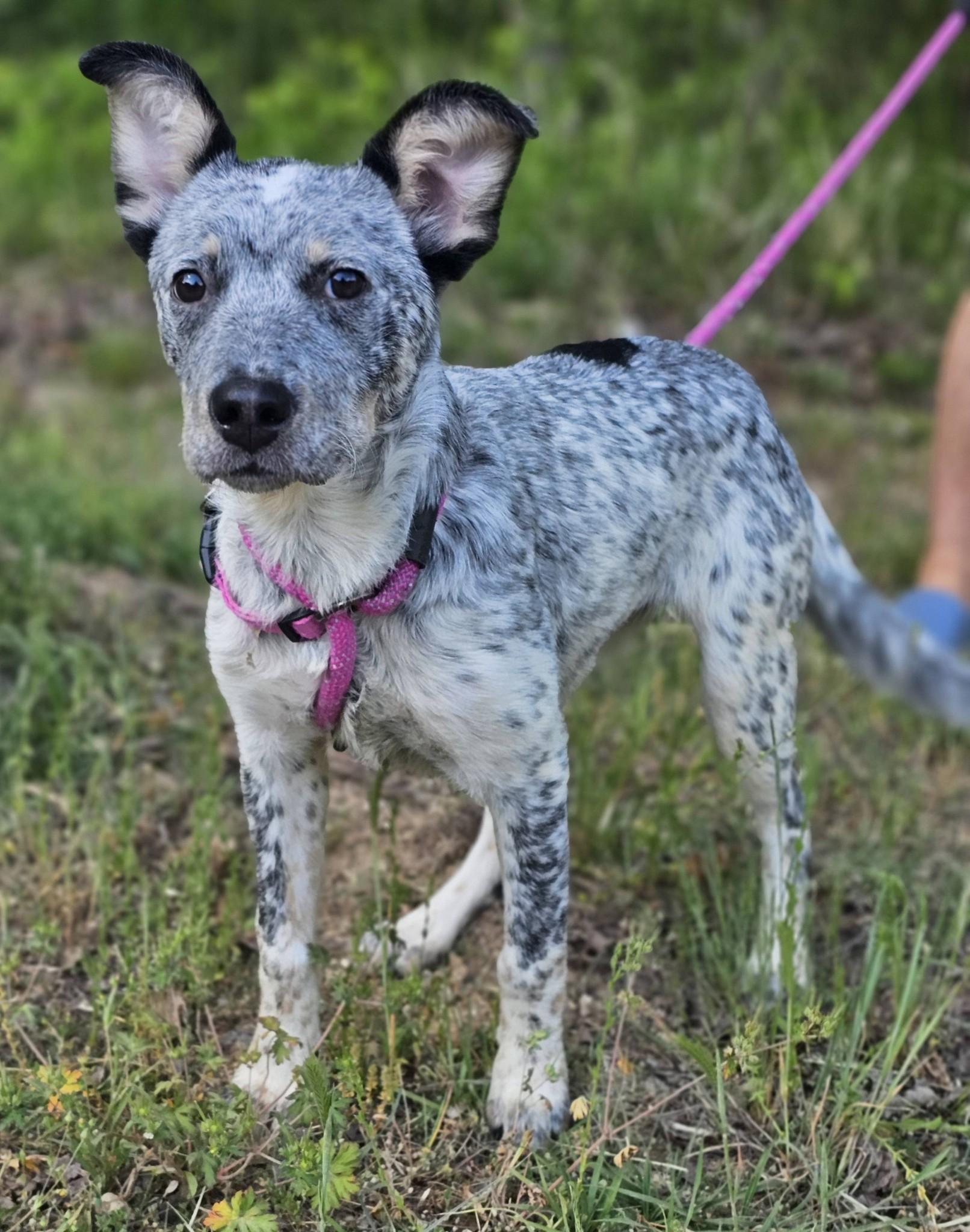 Enlarge Athena, an adoptable Australian Cattle Dog / Blue Heeler in Fort Payne, AL image 6/6