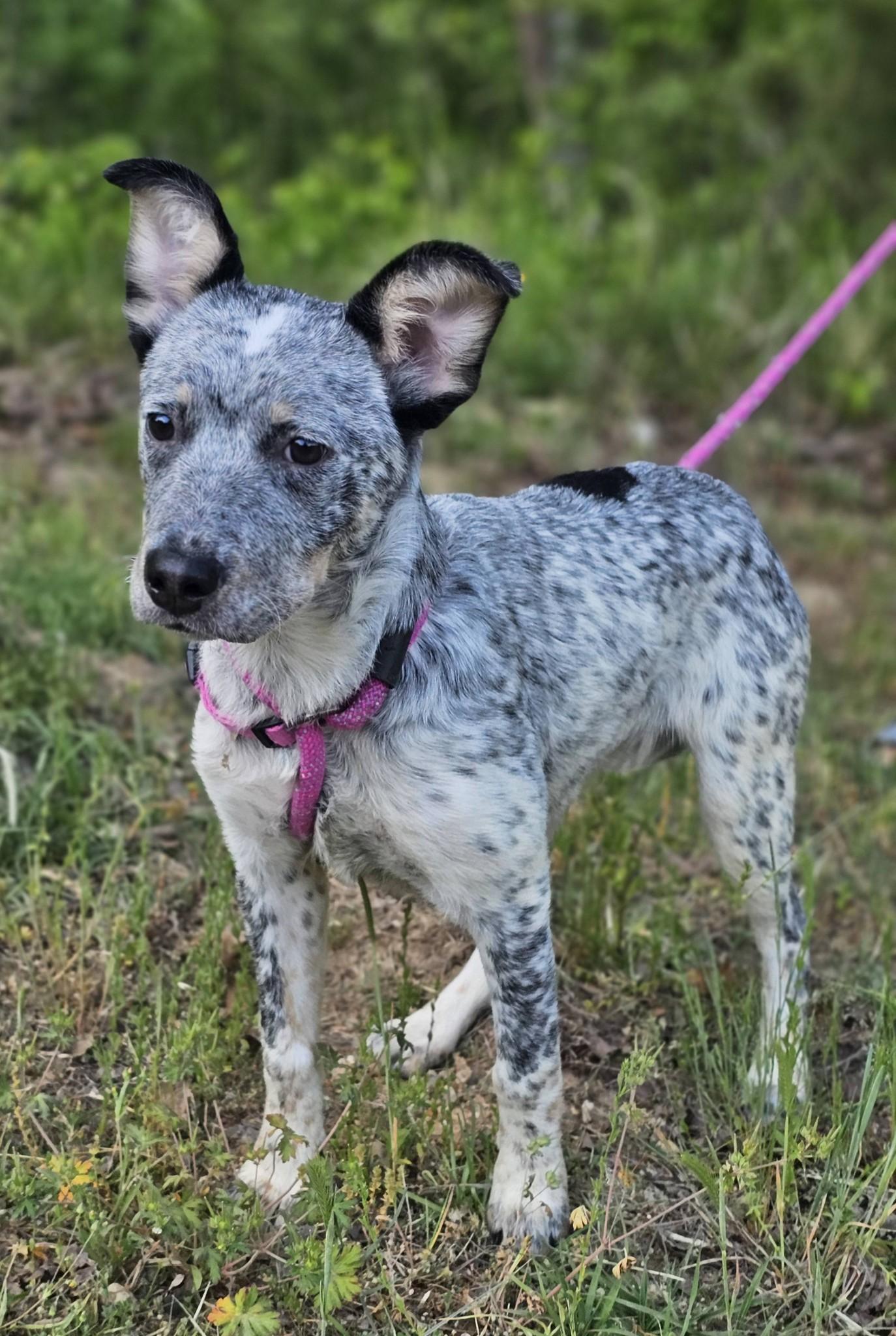 Enlarge Athena, an adoptable Australian Cattle Dog / Blue Heeler in Fort Payne, AL image 3/6
