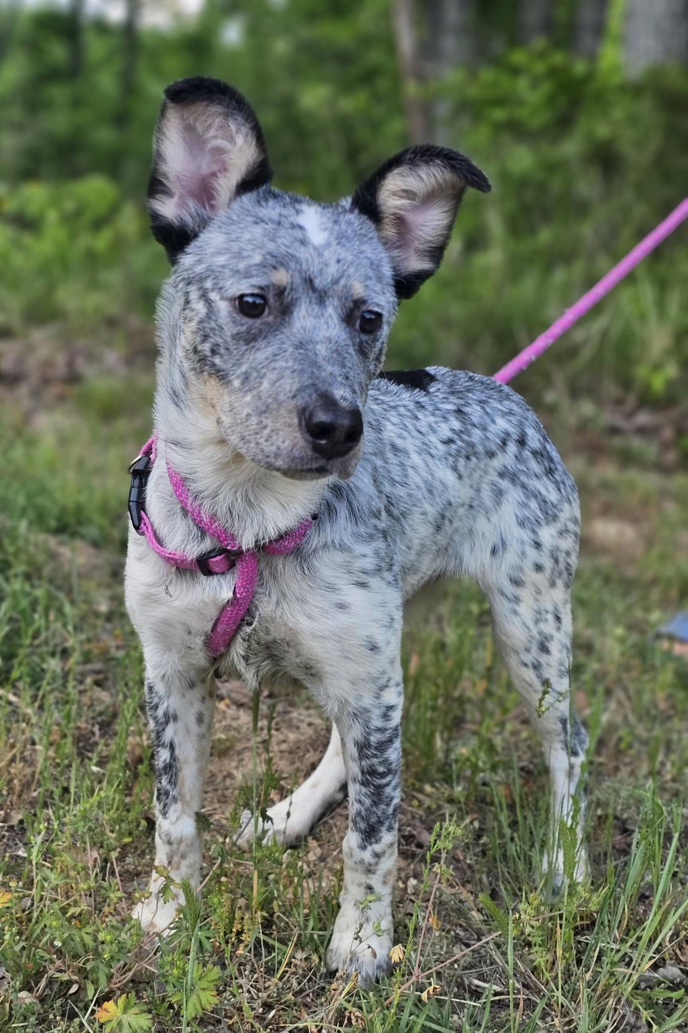Enlarge Athena, an adoptable Australian Cattle Dog / Blue Heeler in Fort Payne, AL image 4/6