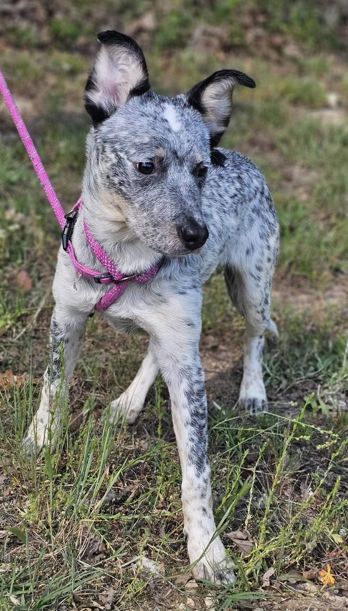 Enlarge Athena, an adoptable Australian Cattle Dog / Blue Heeler in Fort Payne, AL image 5/6