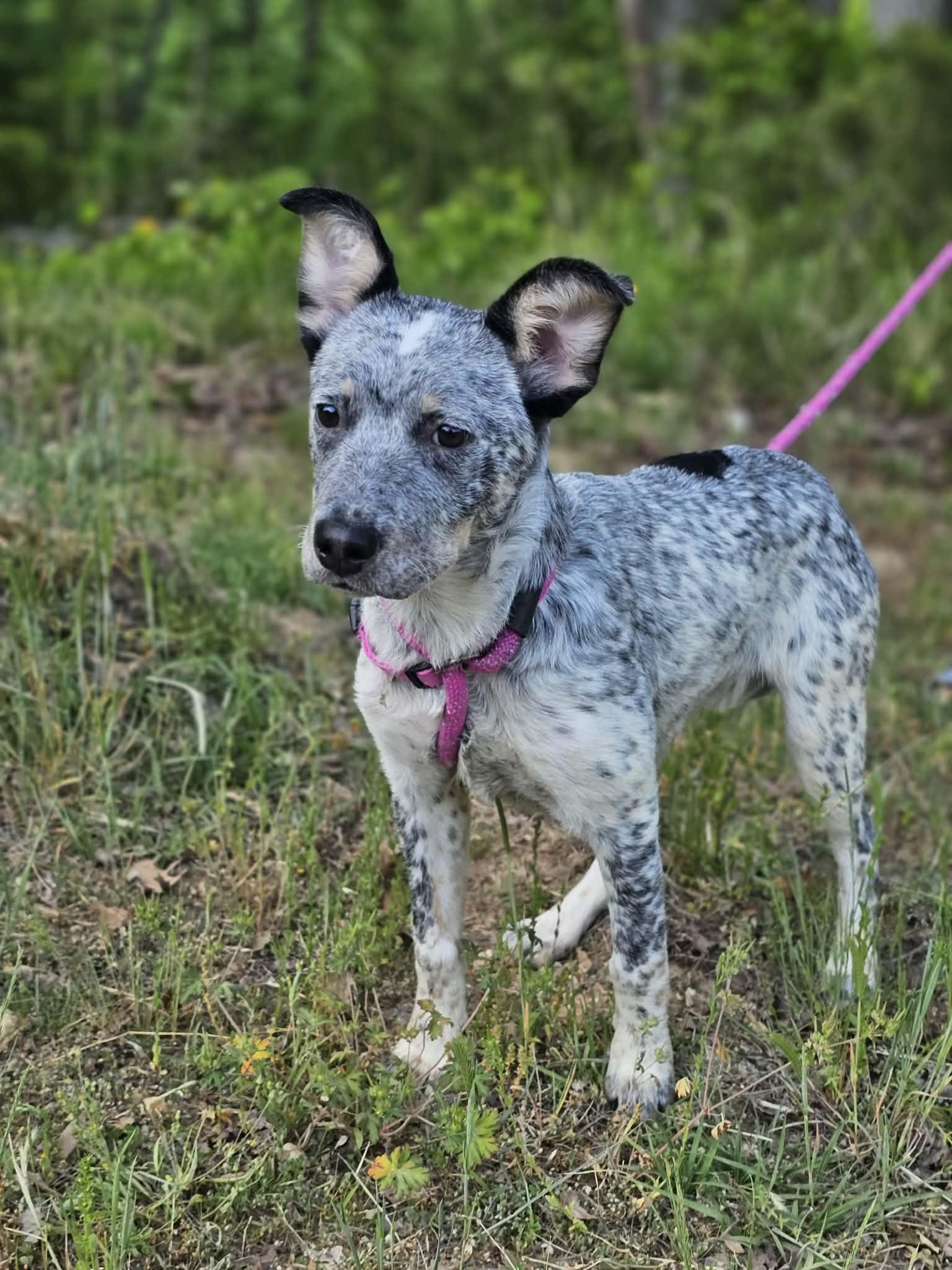 Enlarge Athena, an adoptable Australian Cattle Dog / Blue Heeler in Fort Payne, AL image 1/6