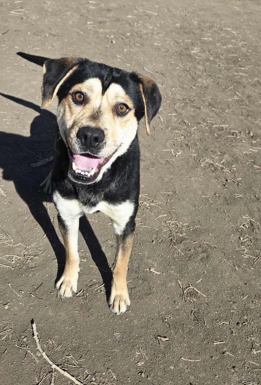 Enlarge Beau, a Adoptable mixed breed in Canon City, CO image 1/1