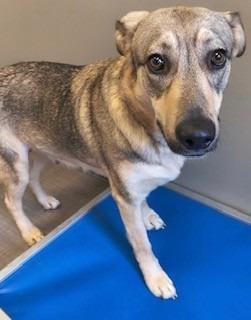Hazel Yrly 192, Adoptable, Young Female German Shepherd Dog.