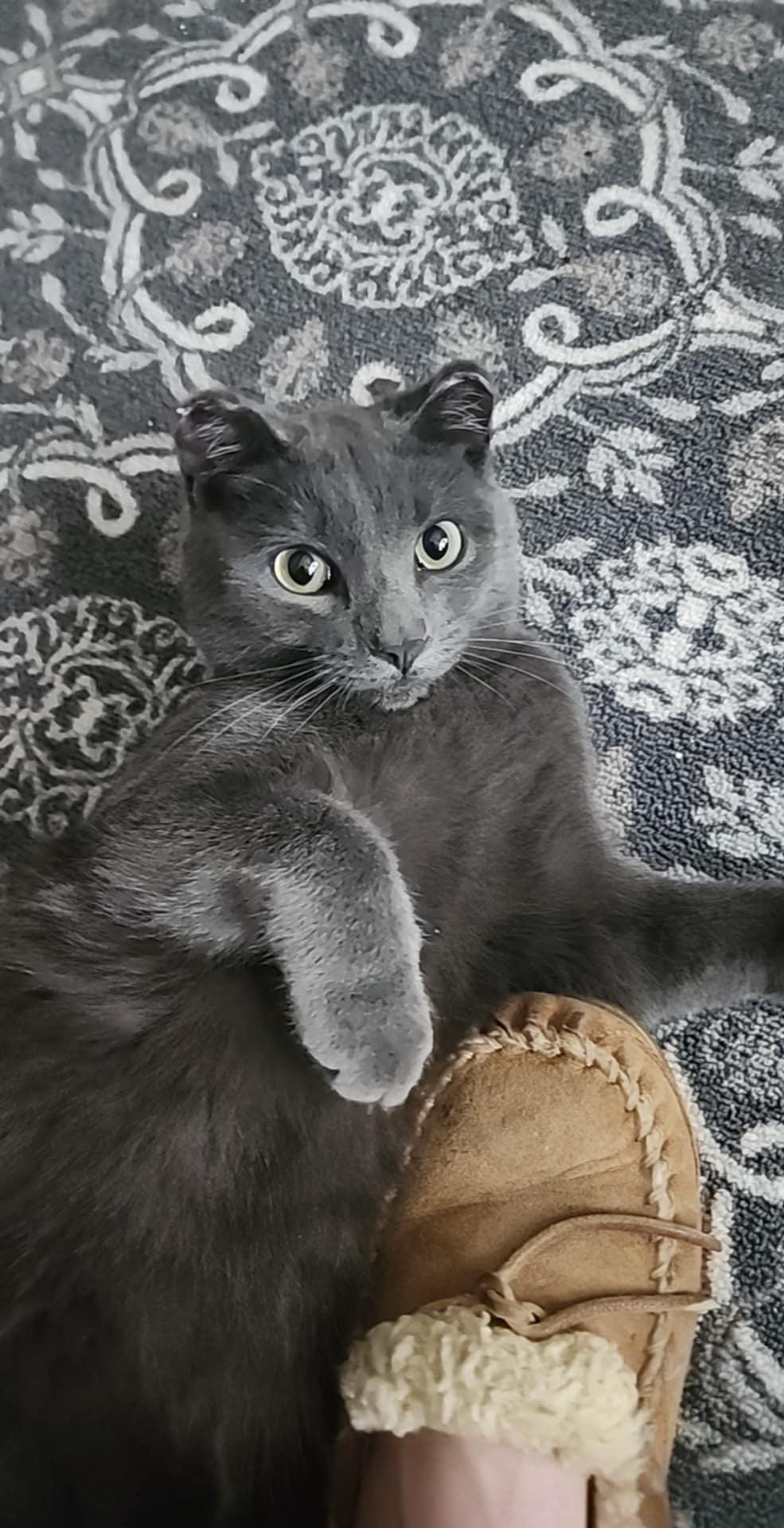 Merlin, a Adopted Domestic Short Hair in Rumford, ME image 2/6