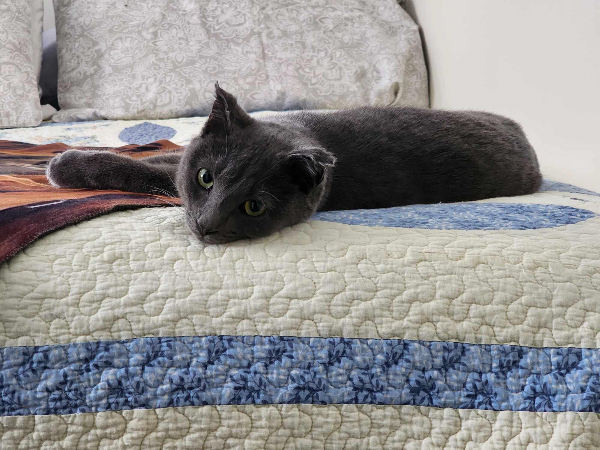 Merlin, a Adopted Domestic Short Hair in Rumford, ME image 3/6