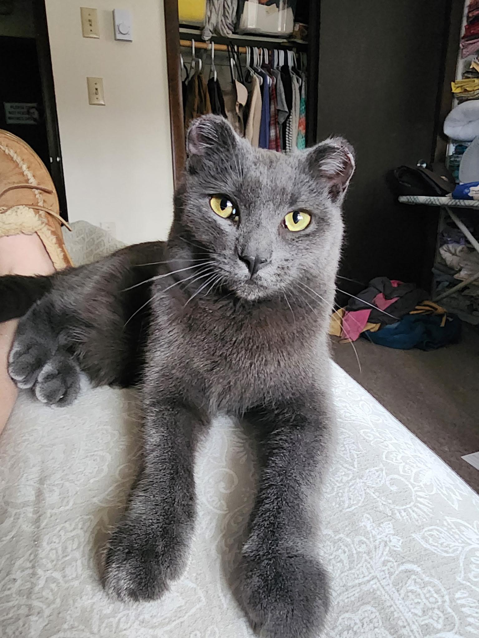 Merlin, a Adopted Domestic Short Hair in Rumford, ME image 1/6