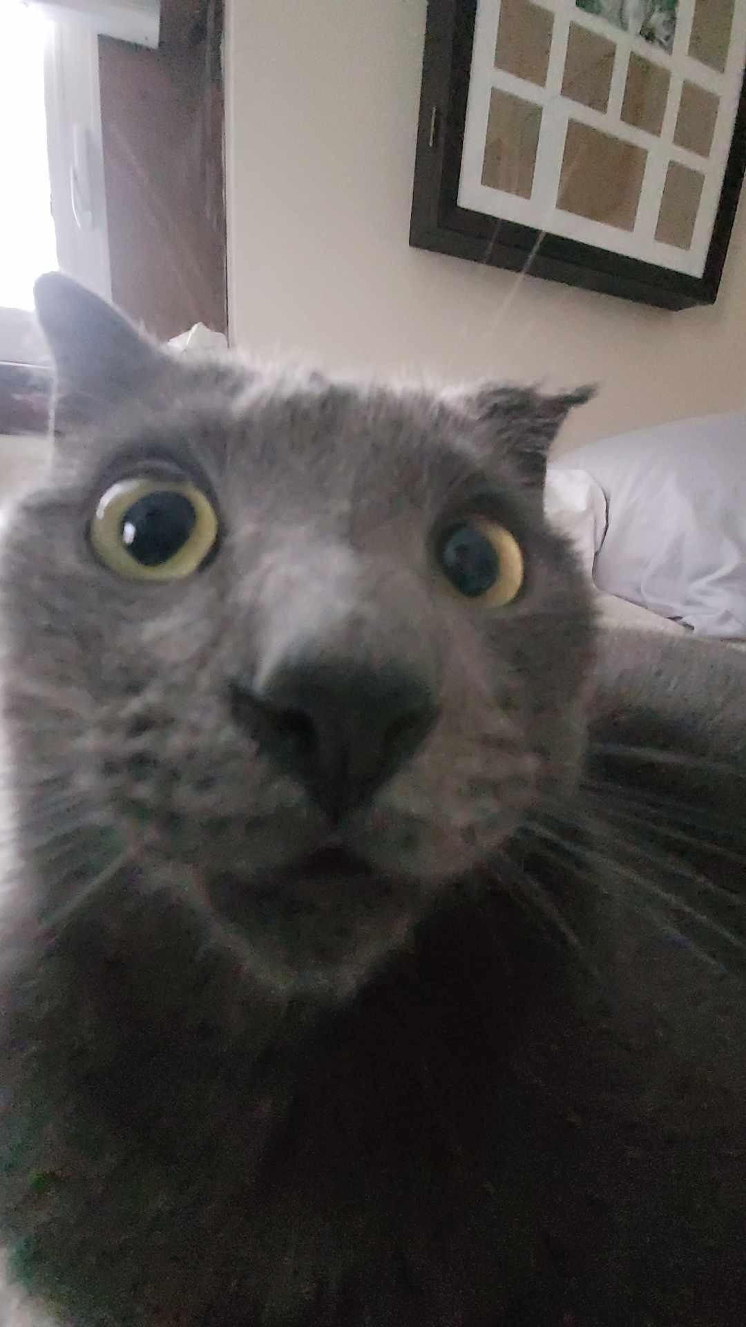 Merlin, a Adopted Domestic Short Hair in Rumford, ME image 4/6