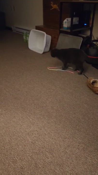 Enlarge Merlin, a Adopted Domestic Short Hair in Rumford, ME video 5/6