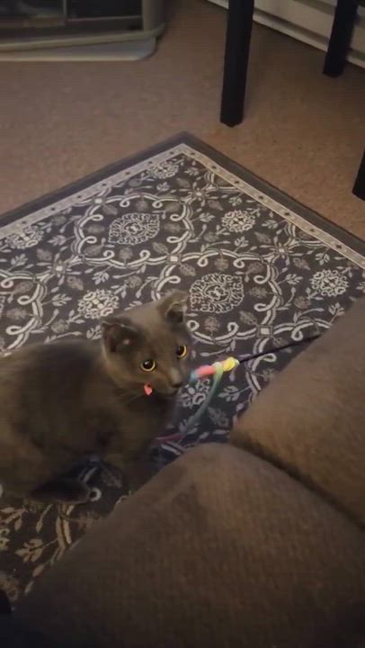 Enlarge Merlin, a Adopted Domestic Short Hair in Rumford, ME video 6/6