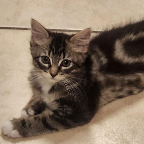 Enlarge ELLIE, an adoption pending Domestic Medium Hair in Largo, FL image 1/1