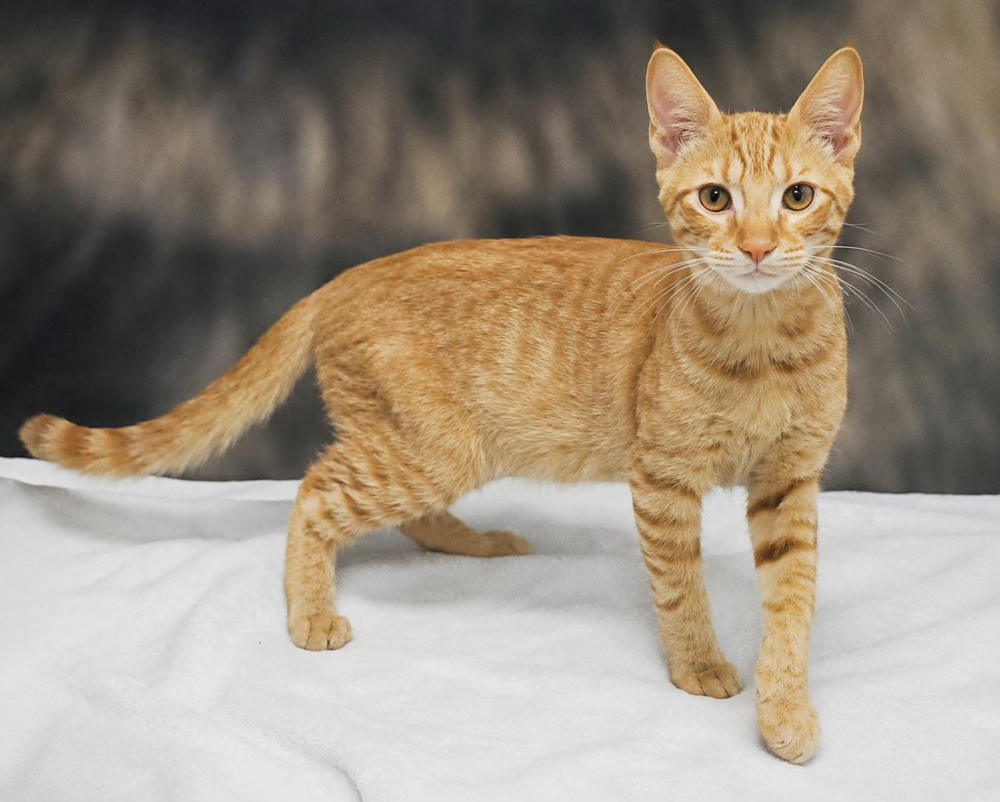 Enlarge Leo, a ADOPTABLE Domestic Short Hair in Douglas, GA image 1/1