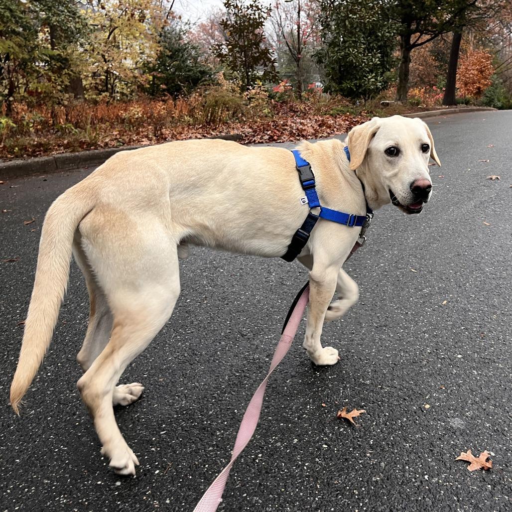 Lemon Joy, Adoptable, Young Male Labrador Retriever.
