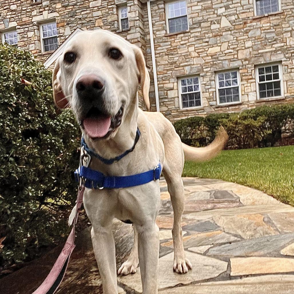 Enlarge Lemon Joy, a Adoptable mixed breed in Falls Church, VA image 2/6