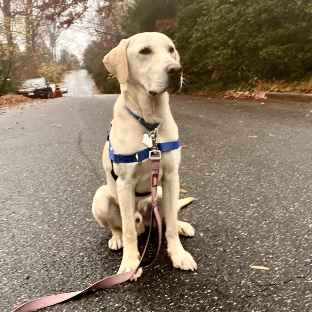 Enlarge Lemon Joy, a Adoptable mixed breed in Falls Church, VA image 4/6