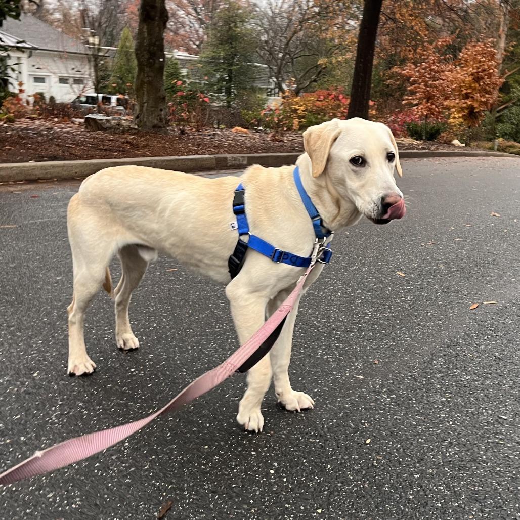 Enlarge Lemon Joy, a Adoptable mixed breed in Falls Church, VA image 5/6