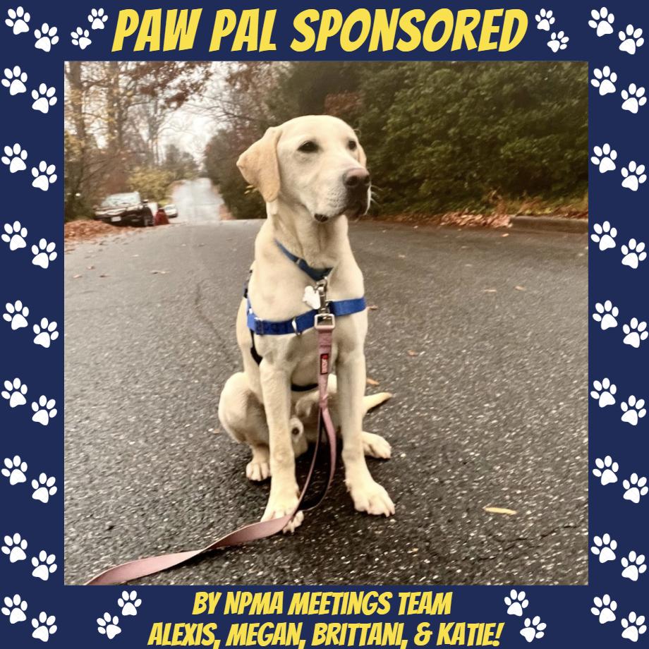 Enlarge Lemon Joy, a Adoptable mixed breed in Falls Church, VA image 6/6