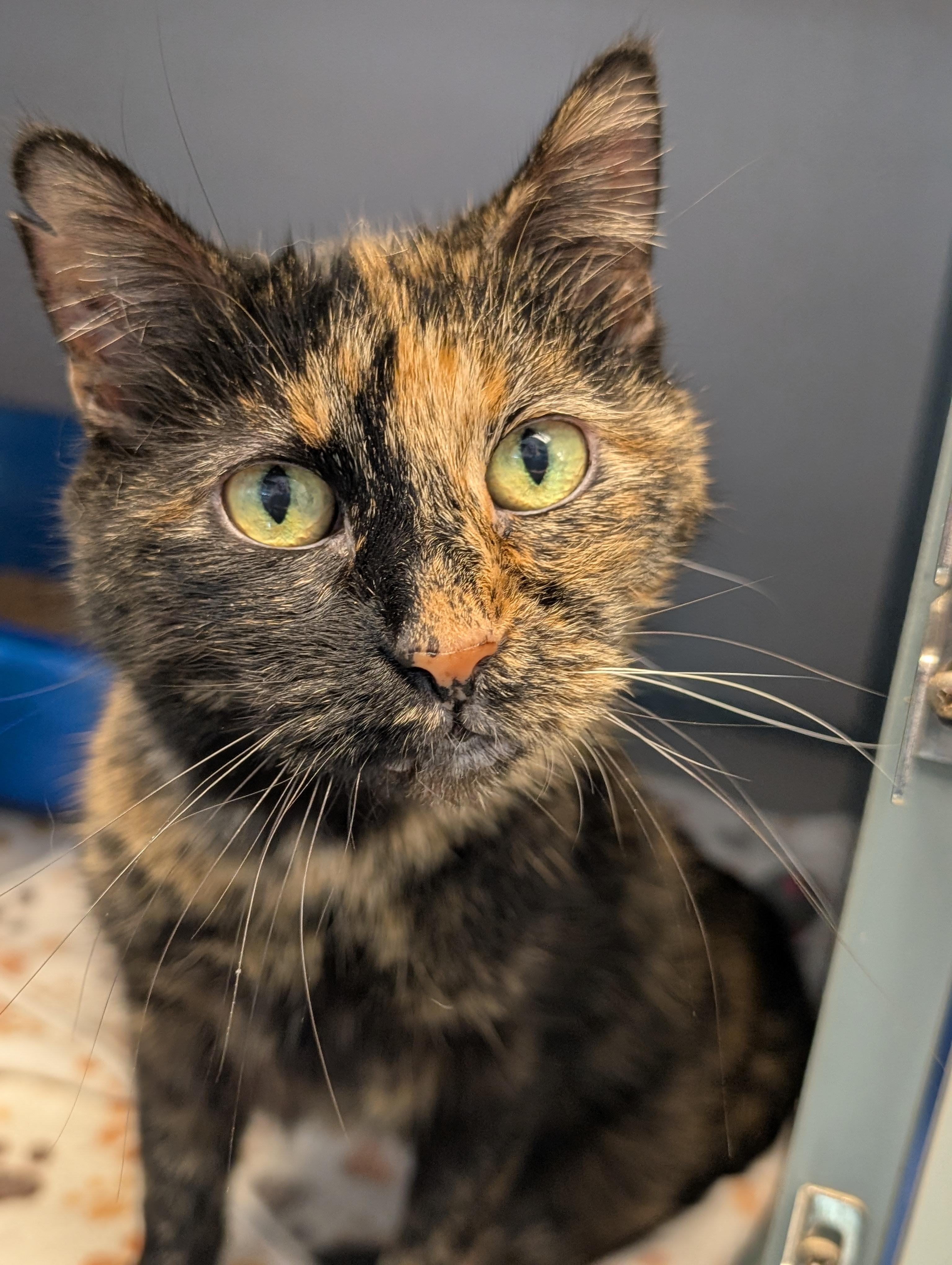 Kali, Adoptable, Adult Female Domestic Short Hair.