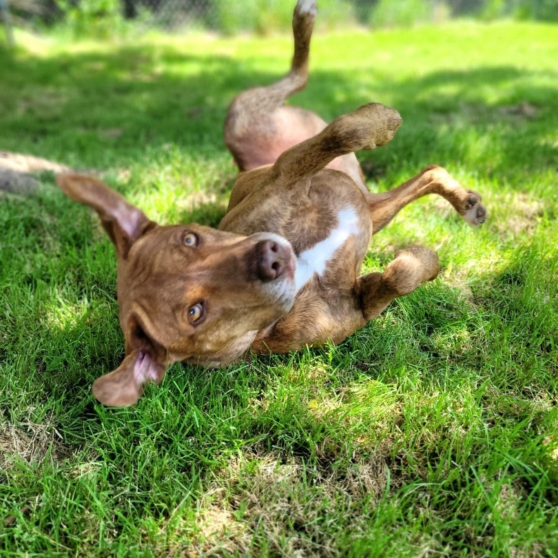 Heath — thumbnail 2