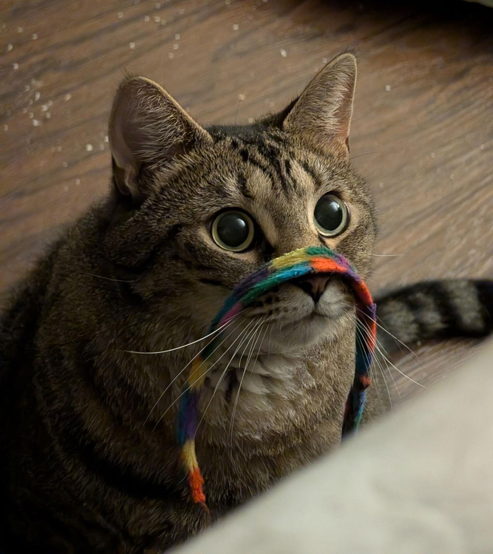 Enlarge Whisper (FCID# 06/07/2021 - 97) C, a Adoptable Tabby in Greenville, DE image 1/4