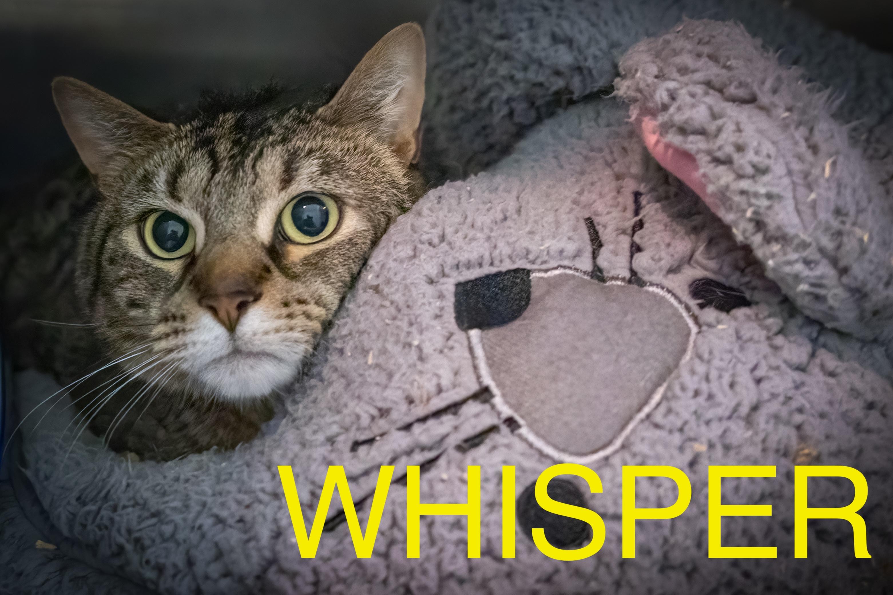 Whisper (FCID# 06/07/2021 - 97)
