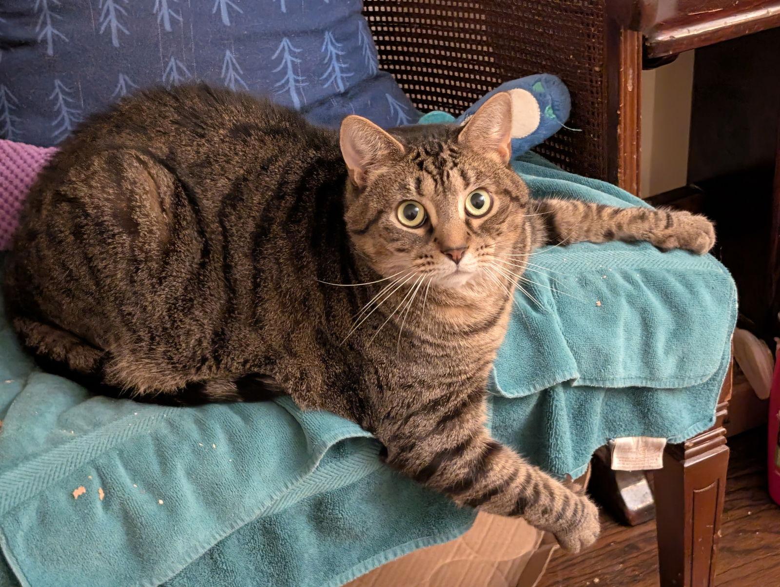 Enlarge Whisper (FCID# 06/07/2021 - 97) C, a Adoptable Tabby in Greenville, DE image 2/4