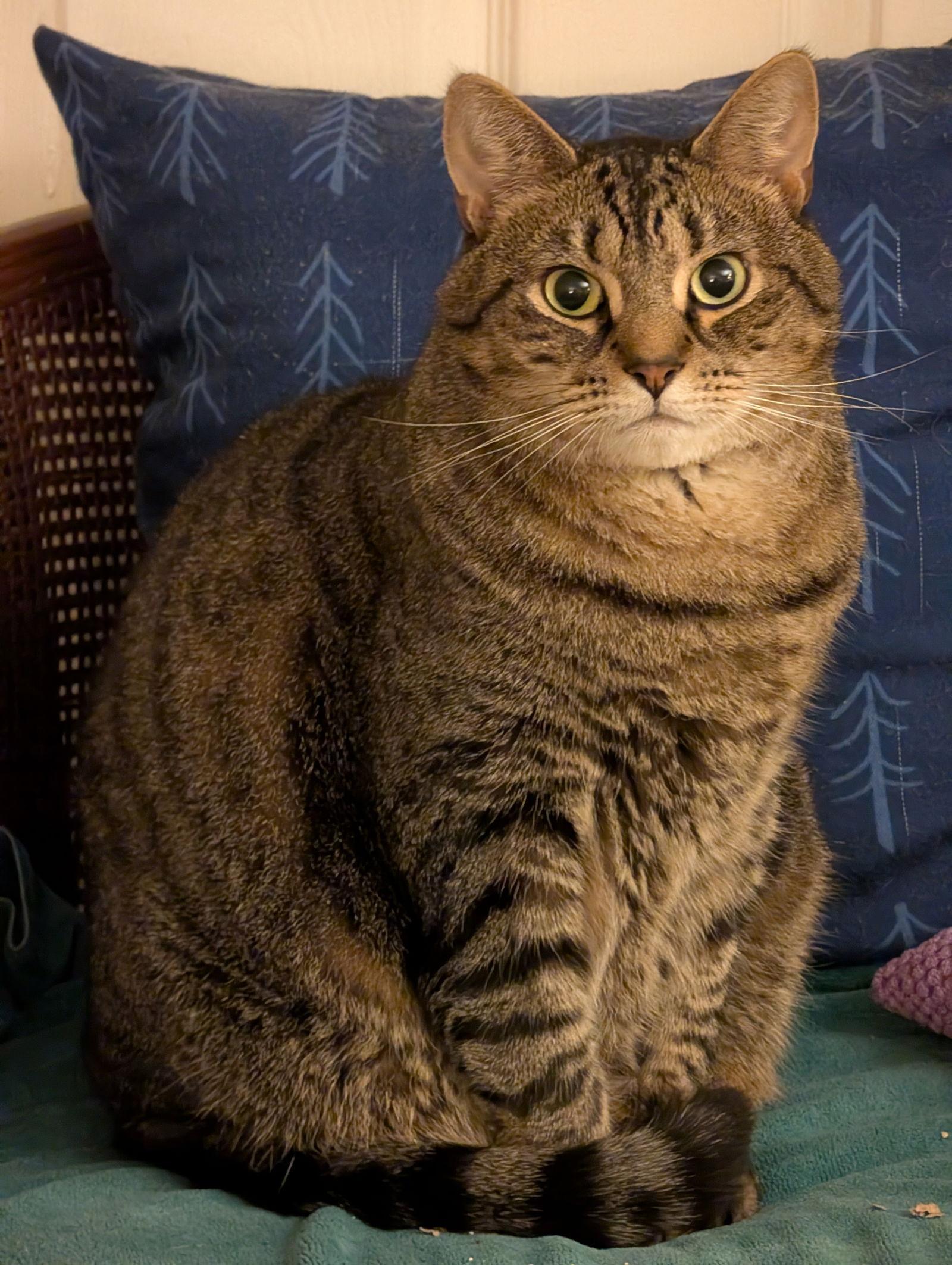 Enlarge Whisper (FCID# 06/07/2021 - 97) C, a Adoptable Tabby in Greenville, DE image 3/4