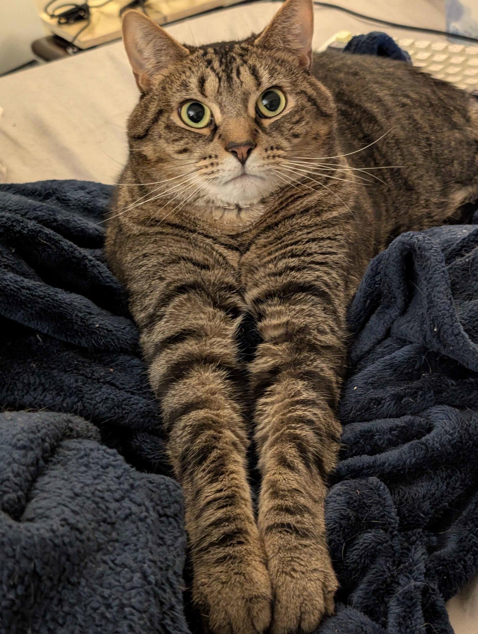 Whisper (FCID# 06/07/21-97 Glen Mills PS)C,SN food, Adoptable, Adult Male Tabby.
