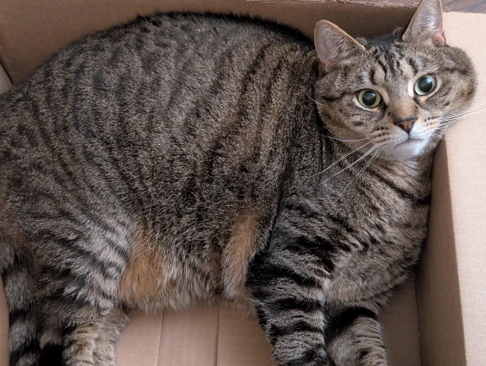 Whisper (FCID# 06/07/21-97 Glen Mills PS)C,SN food, a Adoptable Tabby in Glen MIlls, PA image 3/3