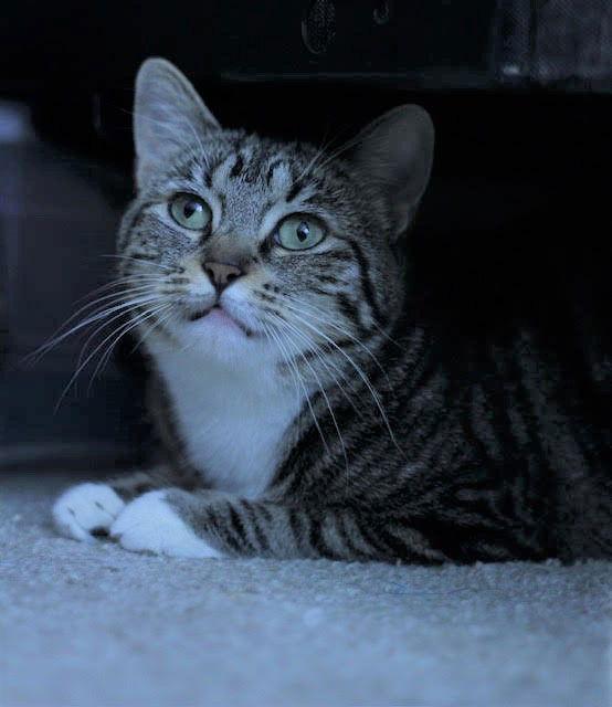 Risotto, Adoptable, Young Female Domestic Short Hair.