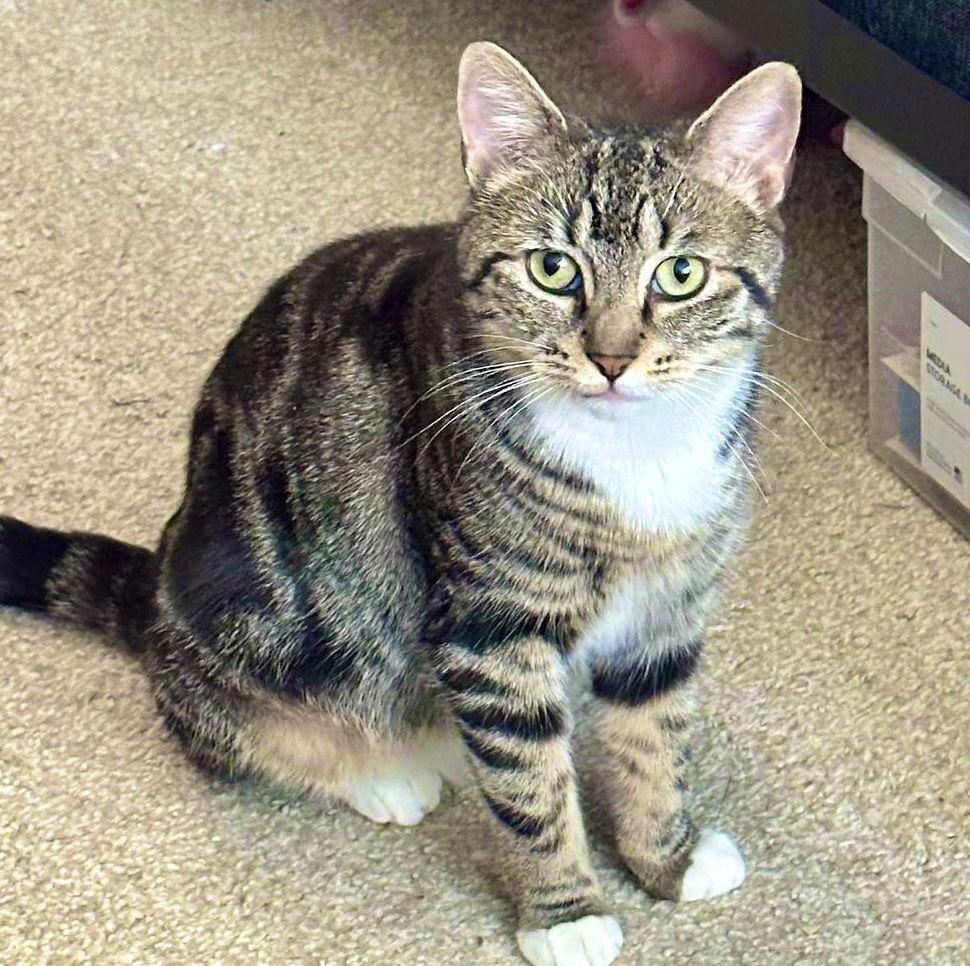 Risotto, a Adoptable Domestic Short Hair in Brooklyn, NY image 3/3