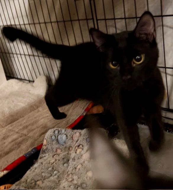 TWINKLE, Adoptable, Young Male Domestic Short Hair.