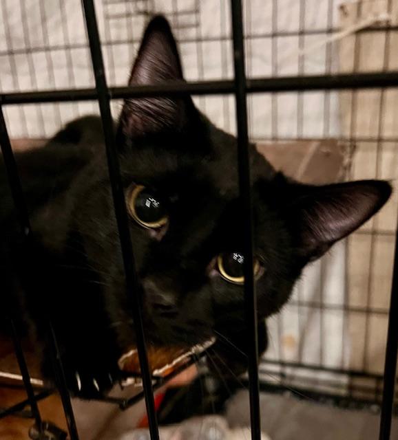 Enlarge TWINKLE, a Adoptable Domestic Short Hair in Lake Ozark, MO image 2/3